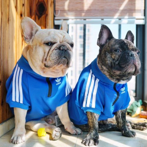 犬服 パーカー アディダス adidas